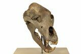 Fossil Cave Bear (Ursus spelaeus) Skull - Extremely Large! #240205-5